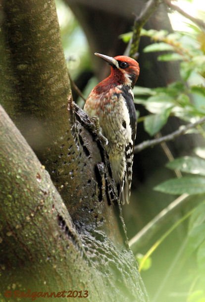 SFO 10Feb14 Red-breasted Sapsucker 09