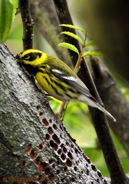 SFO 10Feb14 Townsend's Warbler 04