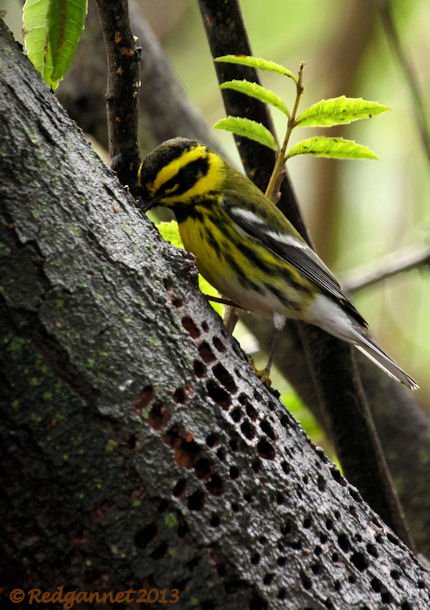 SFO 10Feb14 Townsend's Warbler 05