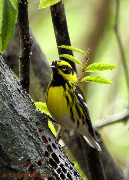 SFO 10Feb14 Townsend's Warbler 08