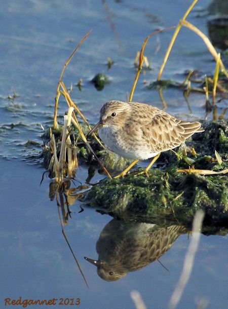 SFO 27Nov13 Least Sandpiper 01