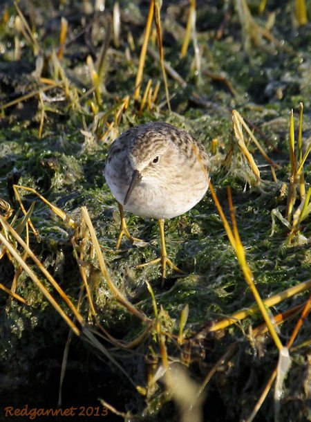 SFO 27Nov13 Least Sandpiper 02