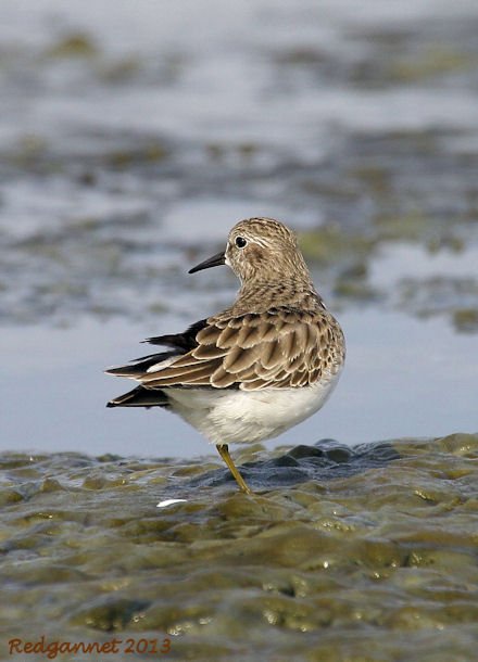 SFO 27Nov13 Least Sandpiper 09