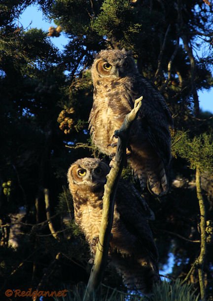 SFO 28Aug15 Great Horned Owl 01 - Copy