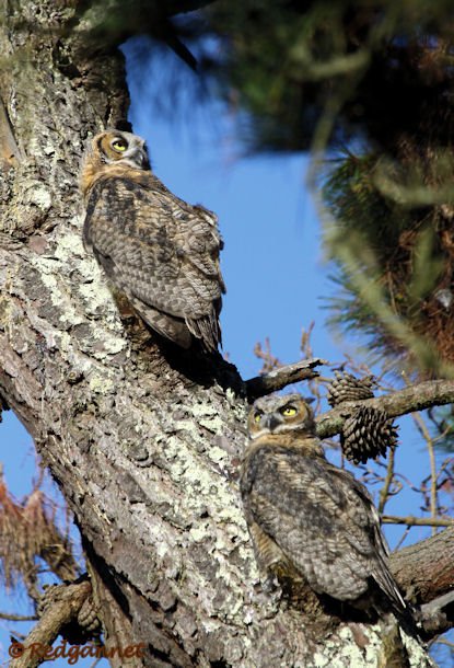 SFO 28Aug15 Great Horned Owl 03 - Copy