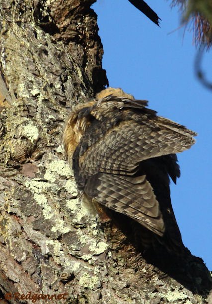 SFO 28Aug15 Great Horned Owl 04 - Copy