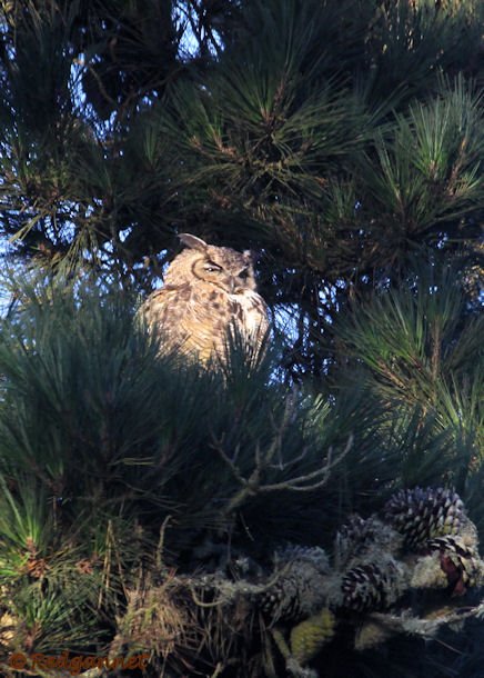 SFO 28Aug15 Great Horned Owl 05 - Copy