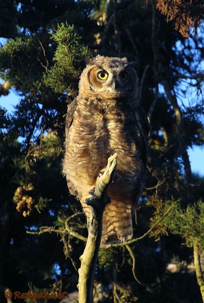 SFO 28Aug15 Great Horned Owl 07 - Copy