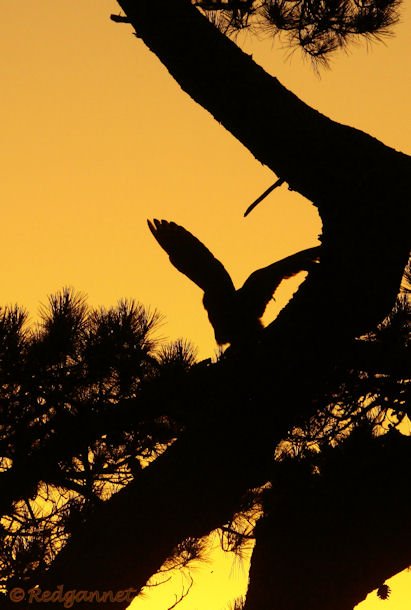 SFO 28Aug15 Great Horned Owl 08 - Copy