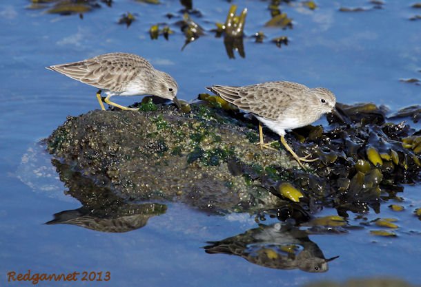 SFO 28Nov13 Least Sandpiper 02