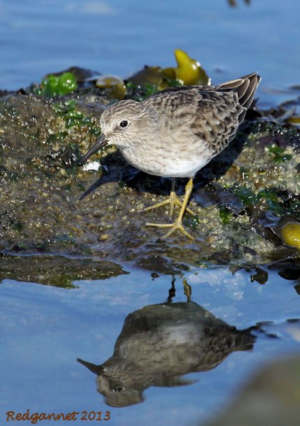 SFO 28Nov13 Least Sandpiper 04