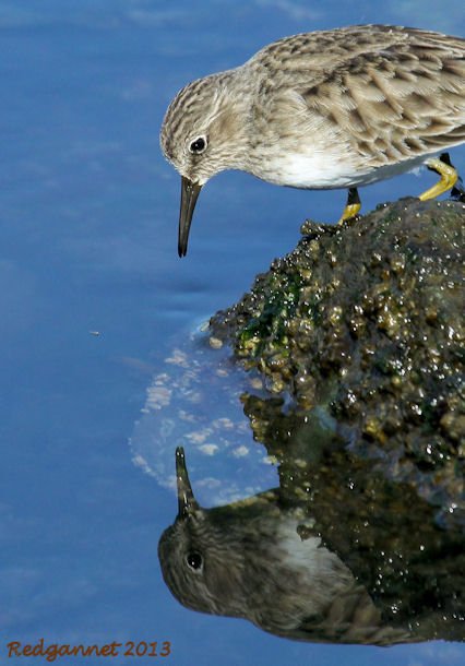 SFO 28Nov13 Least Sandpiper 06