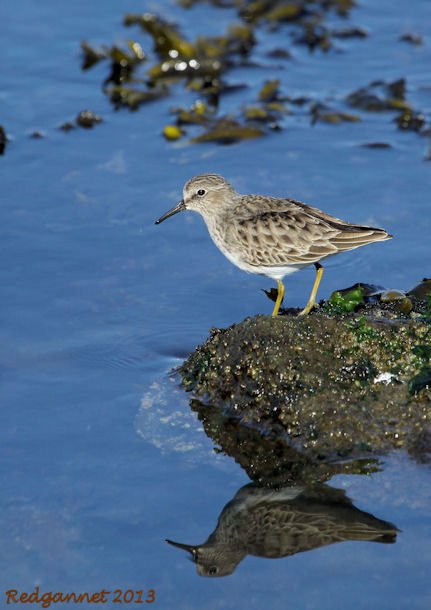 SFO 28Nov13 Least Sandpiper 08