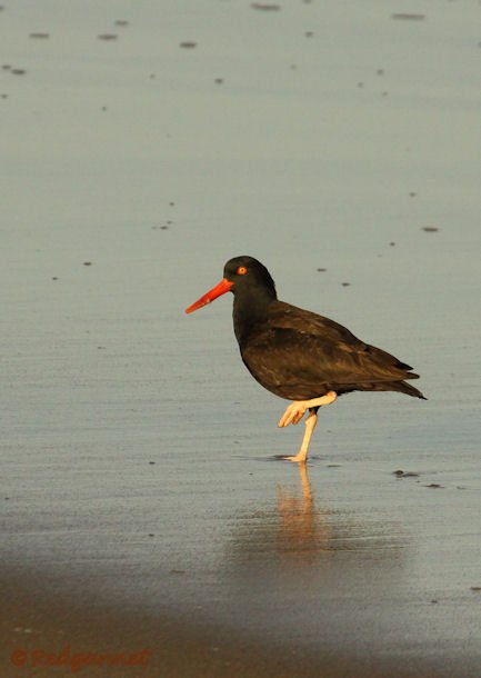 SFO 29Aug15 Black Oystercatcher 01