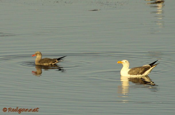 SFO 29Aug15 Heerman's Gull 01