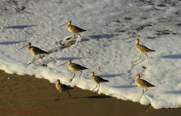 SFO 29Aug15 Marbled Godwit 01