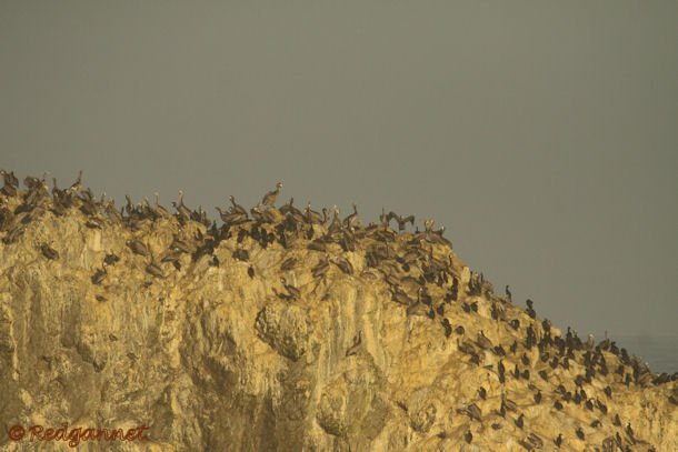 SFO 29Aug15 Seal Rocks 01