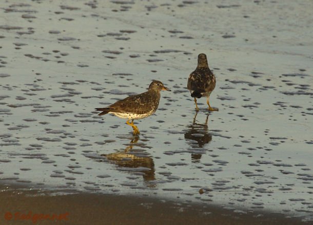 SFO 29Aug15 Surfbirds 02