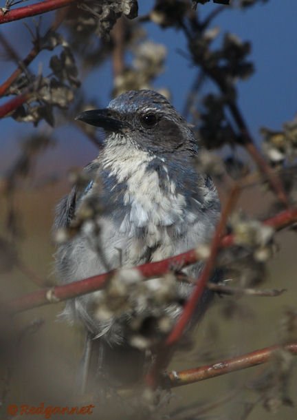 SFO 29Aug15 Western Scrubjay 01