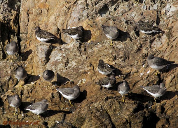 SFO 31Dec12 Black Turnstone 03