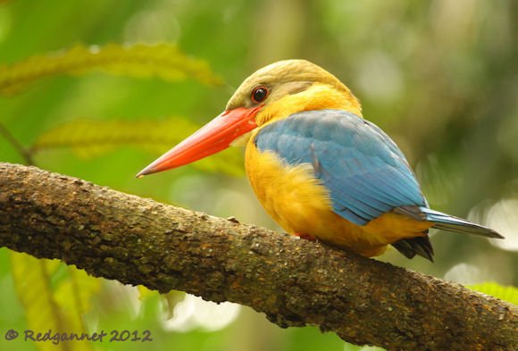 SIN 03Feb12 Stork-billed Kingfisherl 01