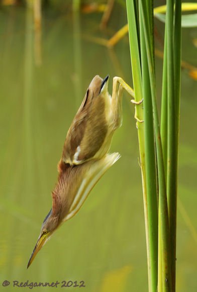 SIN 03Feb12 Yellow Bittern 05