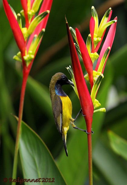 SIN 07Jun12 Olive-backed Sunbird 01