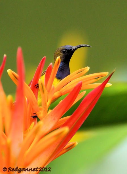 SIN 07Jun12 Olive-backed Sunbird 09