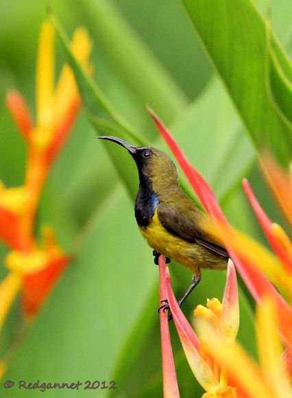 SIN 07Jun12 Olive-backed Sunbird10