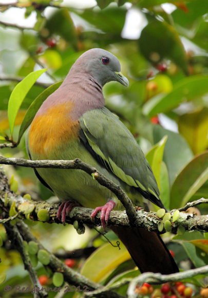 SIN 07Jun12 Pink-necked Green Pigeon 02