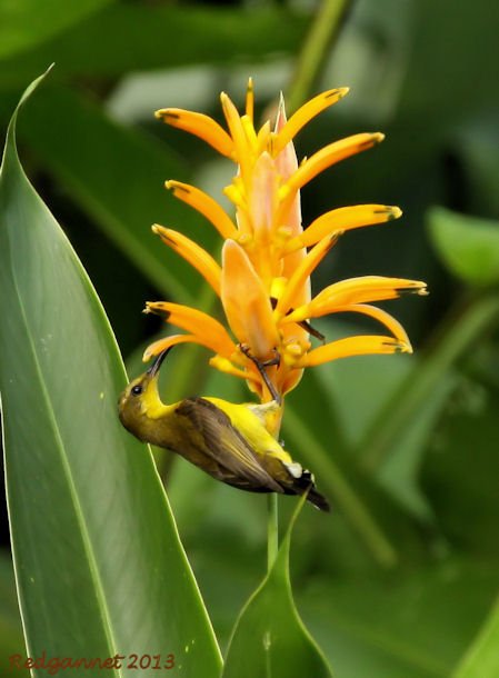 SIN 08May13 Olive-backed Sunbird 01