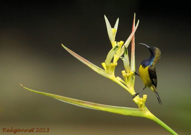 SIN 09May13 Olive-backed Sunbird 01