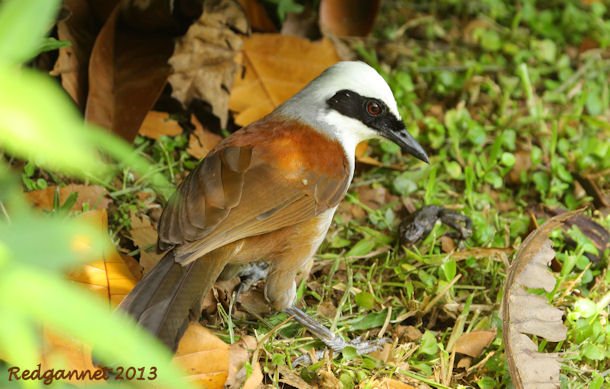 SIN 09May13 White-crested Laughing Thrush 08