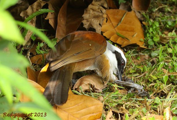 SIN 09May13 White-crested Laughing Thrush 11