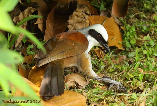 SIN 09May13 White-crested Laughing Thrush 12