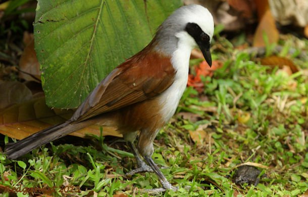SIN 09May13 White-crested Laughing Thrush 18