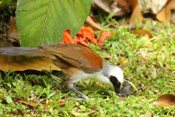 SIN 09May13 White-crested Laughing Thrush 19