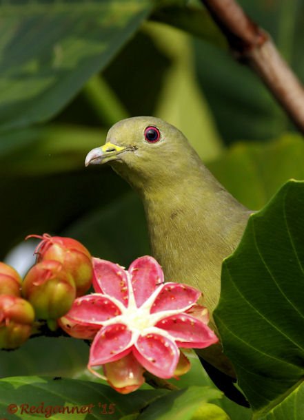 SIN 15May15 Pink-necked Green Pigeon 04