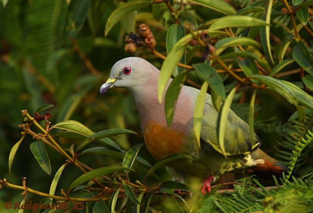 SIN 15May15 Pink-necked Green Pigeon 07