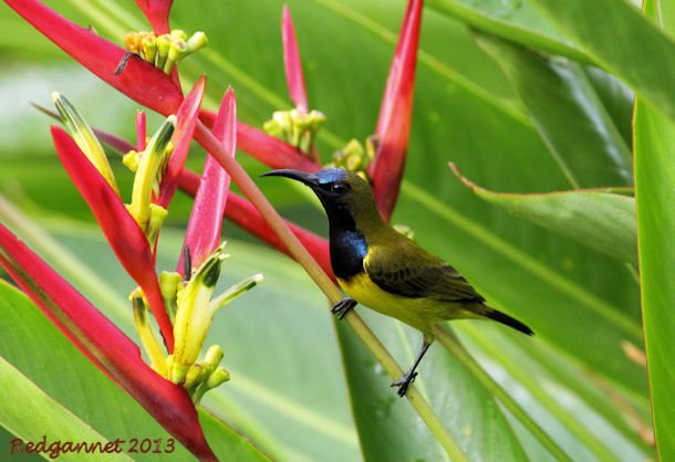 SIN 31Mar13 Olive-backed Sunbird 02