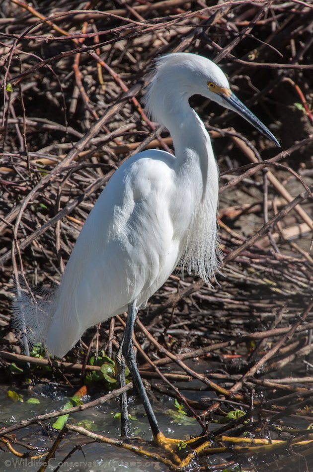 Snowy Egret