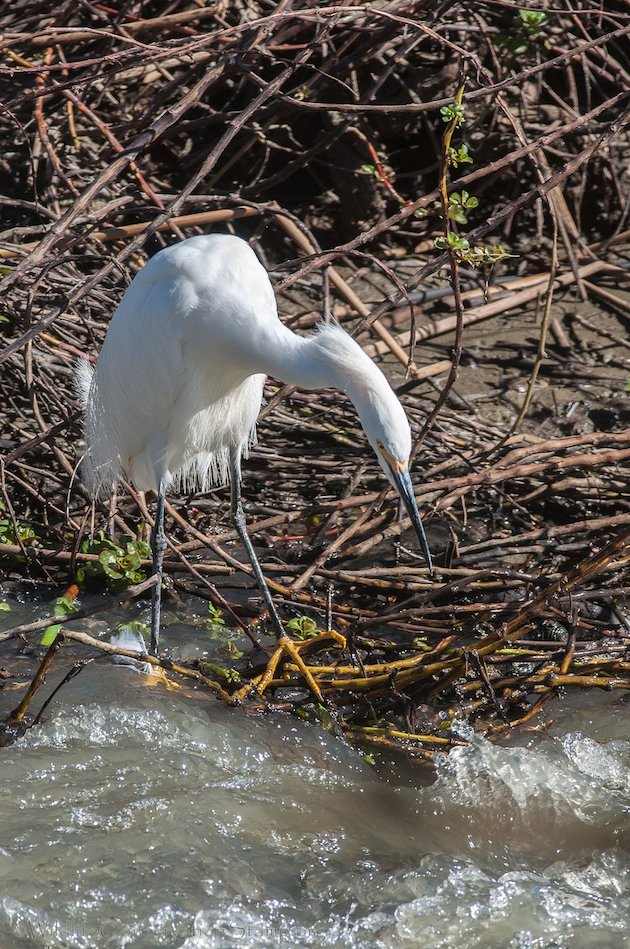 Snowy Egret