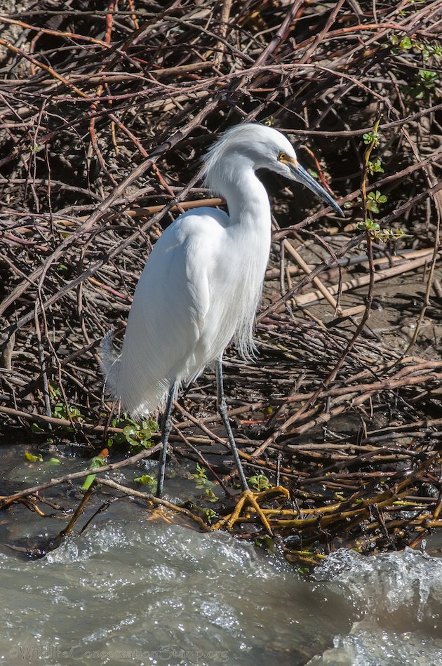 Snowy Egret