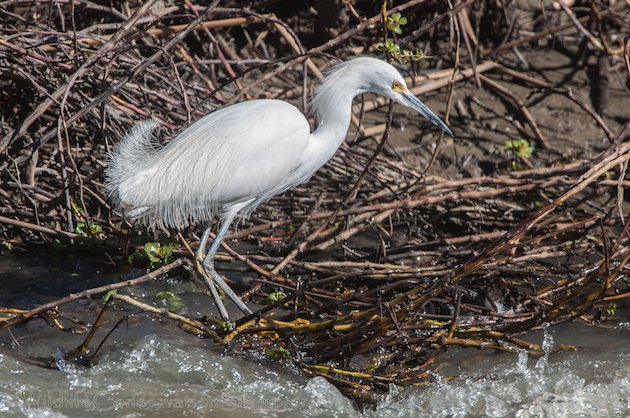 Snowy Egret