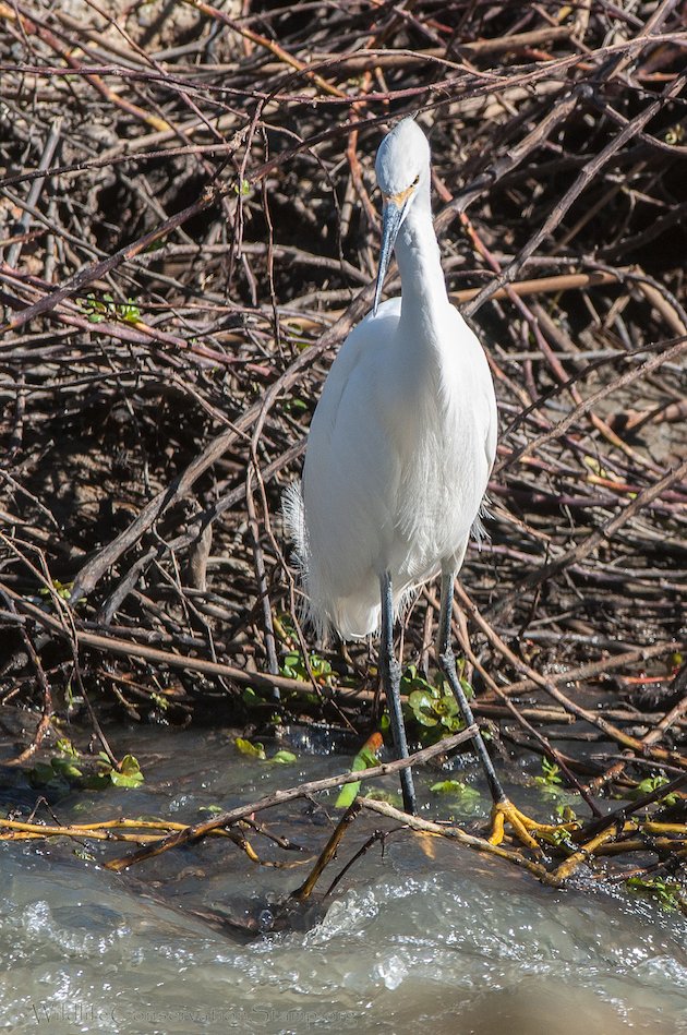 Snowy Egret