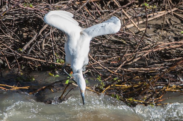 Snowy Egret