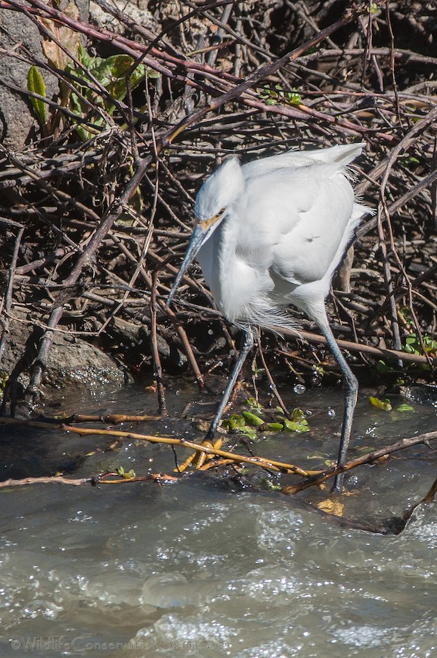 Snowy Egret