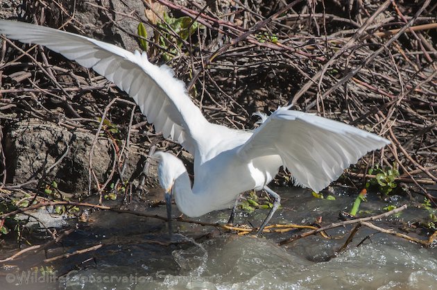 Snowy Egret