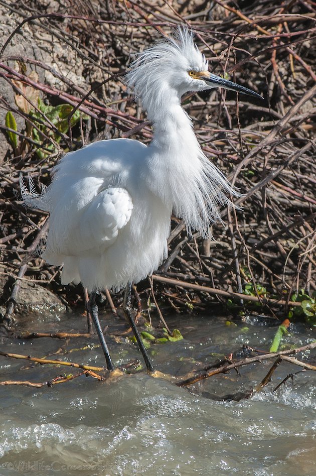 Snowy Egret