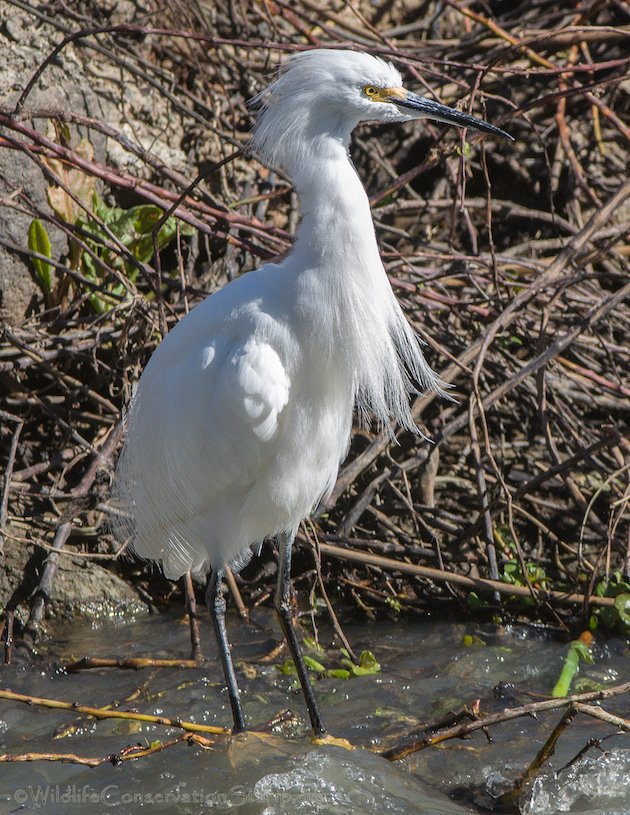 Snowy Egret